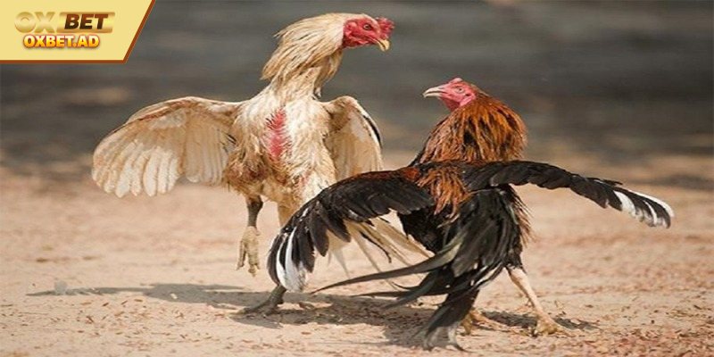 Kỹ thuật cắt tai đúng cách khi nuôi gà lớn 
