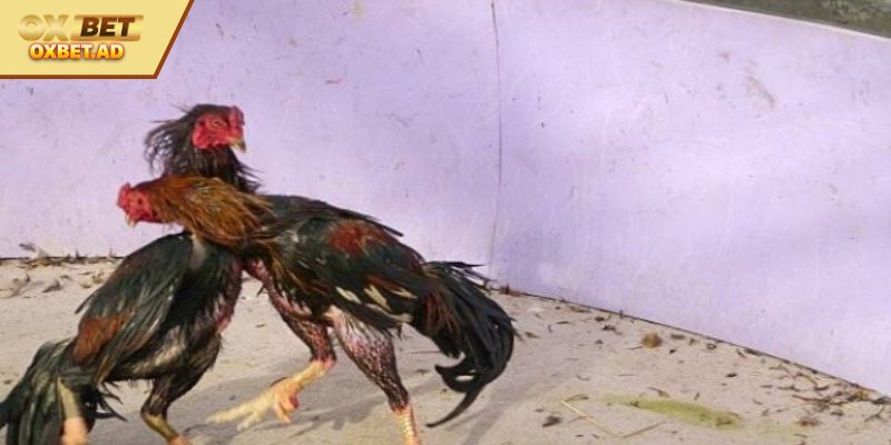 Nuôi Gà Đá Bo Lớn Dễ Dàng Và Đơn Giản Nhất Năm 2025 