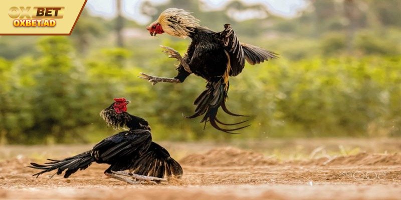 Sự cần thiết trong việc chọn chiến kế đá mạnh